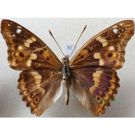 Apatura ilia f. clytie Mieniak strużnik Czech8f